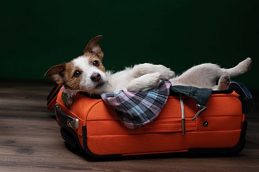Starting a Dog Boarding Business? Here's What You Should Know